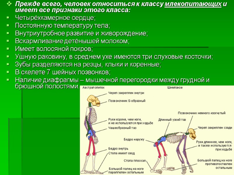 Прежде всего, человек относиться к классу млекопитающих и имеет все признаки этого класса: Четырёхкамерное